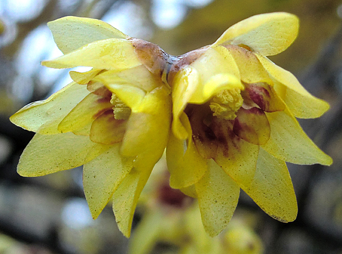 Chimonanthus_praecox_07.jpg