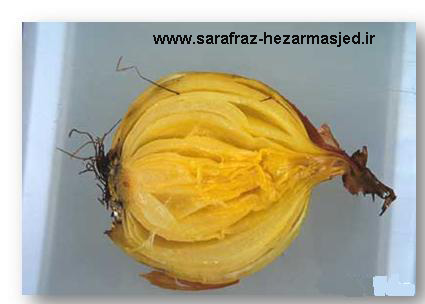 www.sarafraz-hezarmasjed.ir