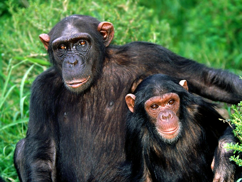 دانلود پاورپوینت بررسی انواع میمون از نظر طبقه بندی جیره و شکل کلی
