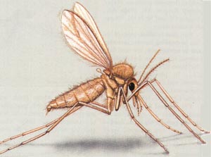 دانلود پاورپوینت با موضوع پشه خاکی - مورفولوژی پشه خاکی - ببیماری مالاریا