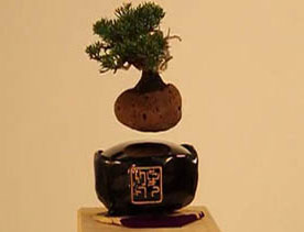 درختان معلق در هوا