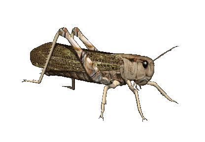Image result for ‫تصاویر متحرک حشرات‬‎