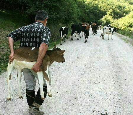 برنت سوادکوه