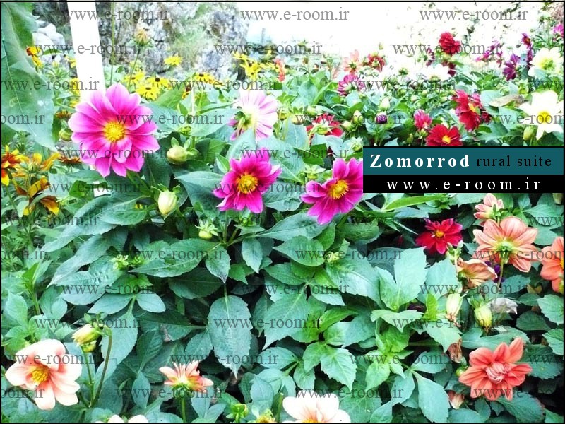 فضای سبز ویلا در جواهرده