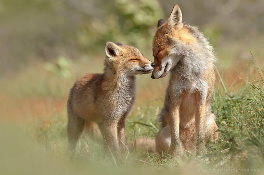 روباه ها فریبکارند یا یک موجود بسیار عاشق؟!