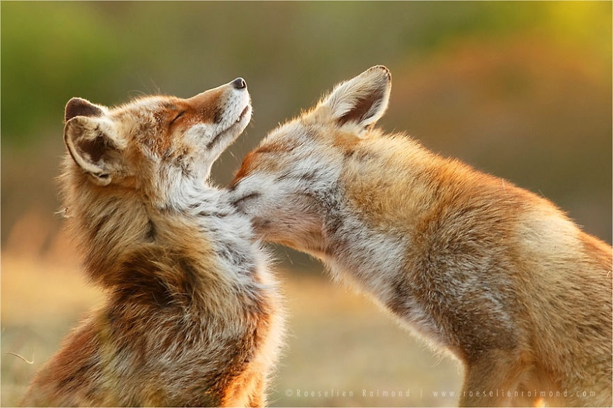 روباه ها فریبکارند یا یک موجود بسیار عاشق؟!