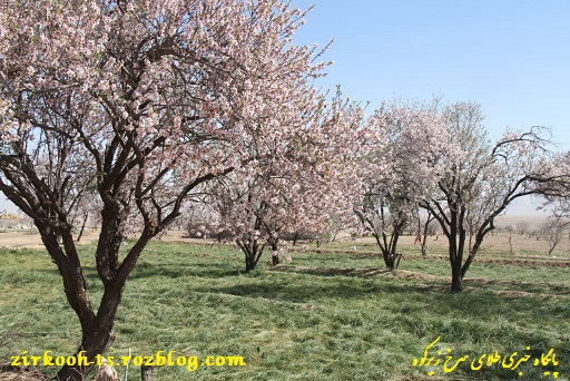 درختان شهرستان زیرکوه در اسفندماه شکوفه زدند