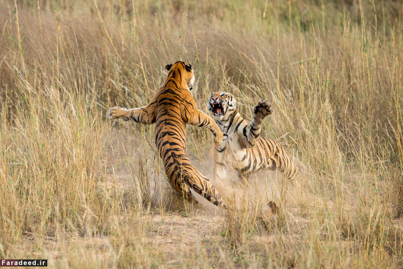 تصاویر/ برترین های حیات وحش تصاویر/ برترین های حیات وحش