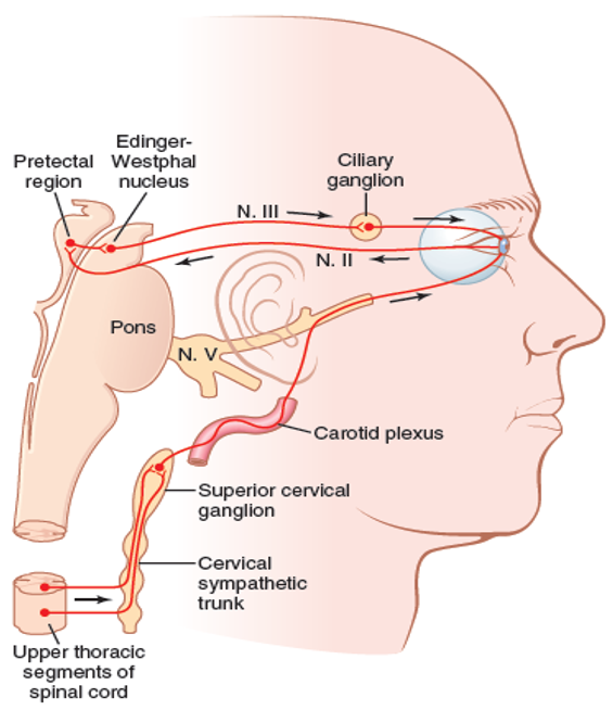 دانلود اسلاید های دکتر محدث - بینایی و سیستم عصبی مرکزی