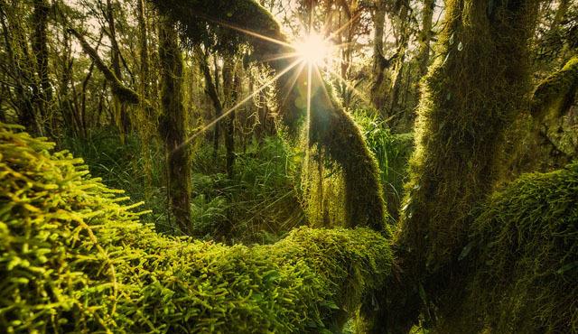 عکاسی در جنگا را یاد بگیرید + آموزش