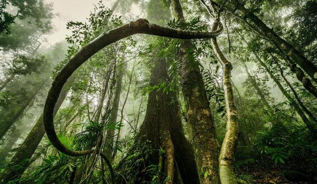 عکاسی در جنگا را یاد بگیرید + آموزش