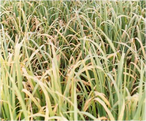 www.sarafraz-hezarmasjed.ir بیماریهای باکتریائی برنج