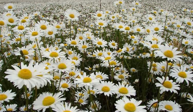 بابونه در دندان پزشکی