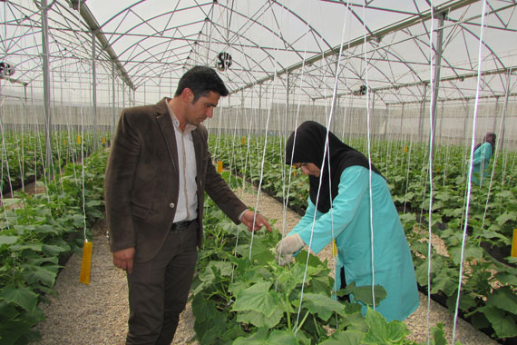 بزرگترین گلخانه هیدروپونیک شهرستان گرمه به روایت تصویر