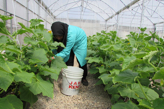 بزرگترین گلخانه هیدروپونیک شهرستان گرمه به روایت تصویر