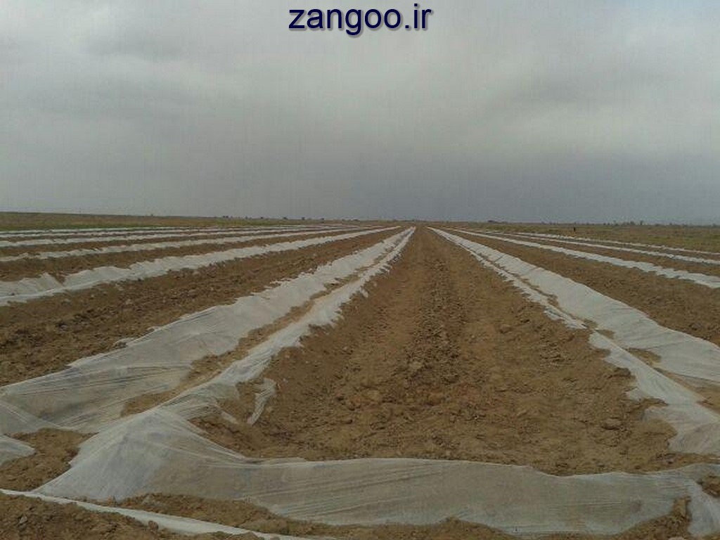 کاشت پسته