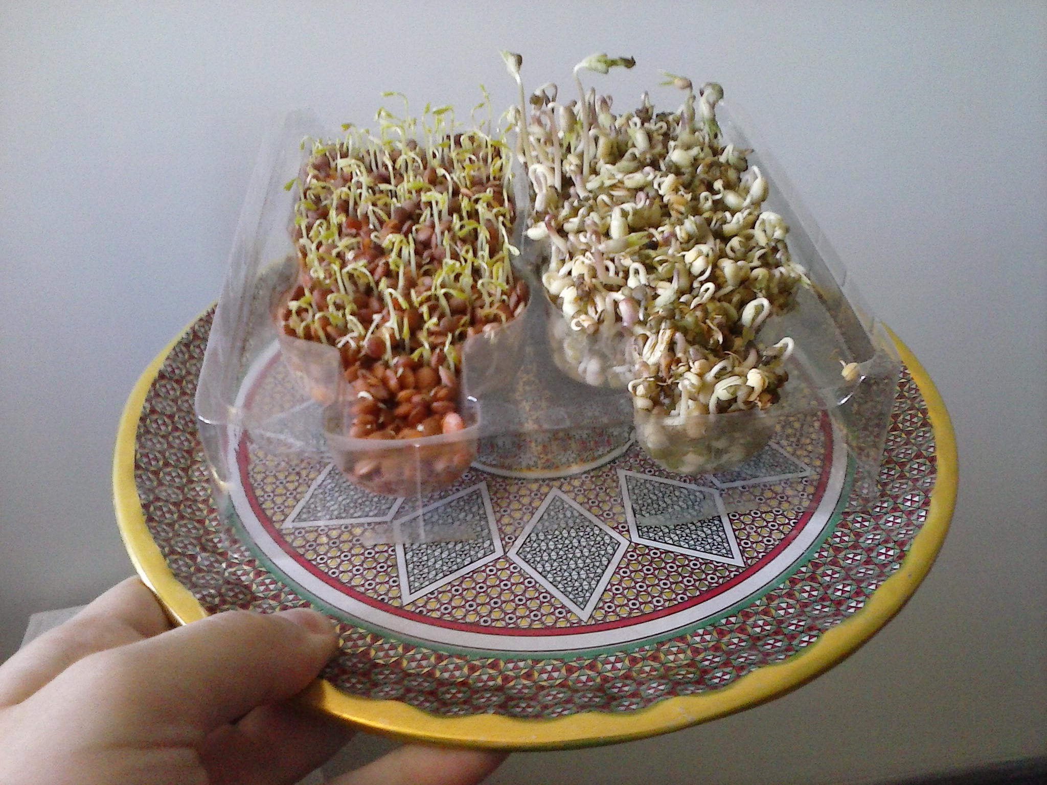 پاسخ به:سبزه های نوروزی