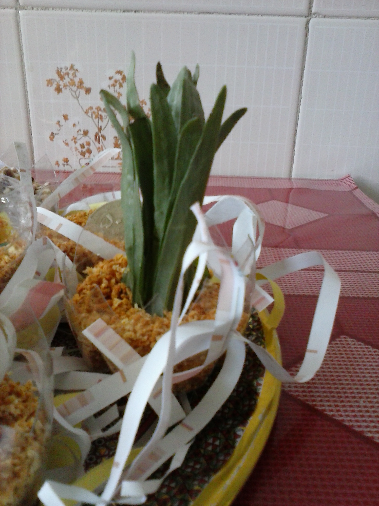 پاسخ به:سبزه های نوروزی