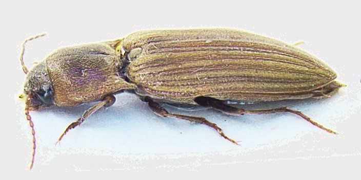 کرم مفتولی ریشه (Click beetle) Agriotes lineatus