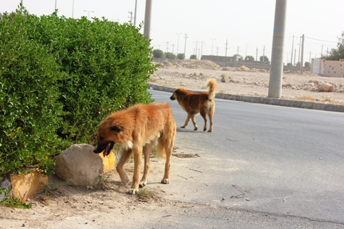 http://s7.picofile.com/file/8246950718/vel.jpg