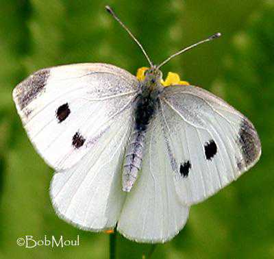 سفیده کوچک کلم Small cabbage butterfly Pieris rapae