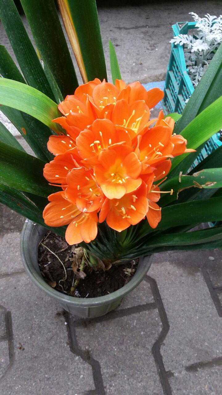 گل خورشیدی نارنجی
