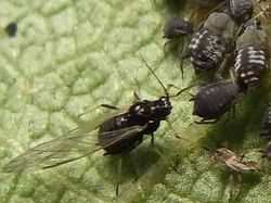 شته سیاه باقلا Bean aphid Aphis fabae