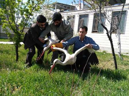 رضا نیک پیام, ایمنی برق , حادثه