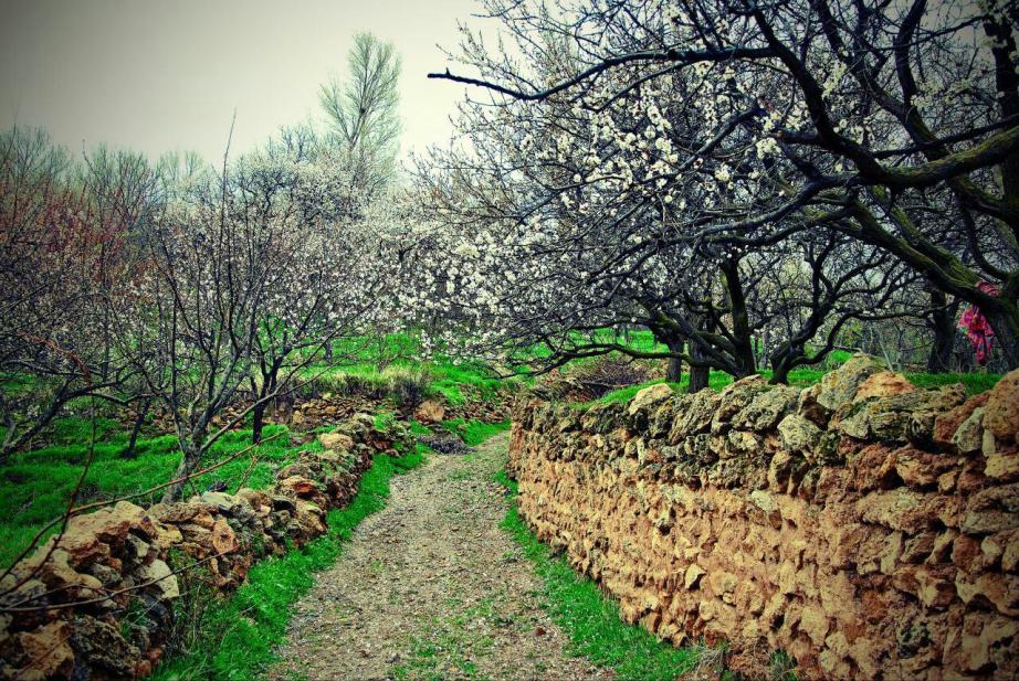 مرند