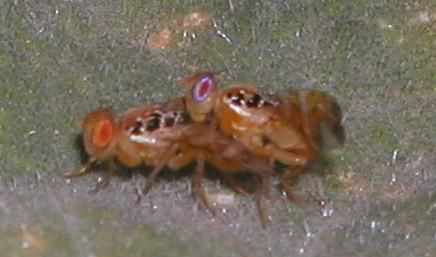 مگس خربزه Myiopardalis pardalina