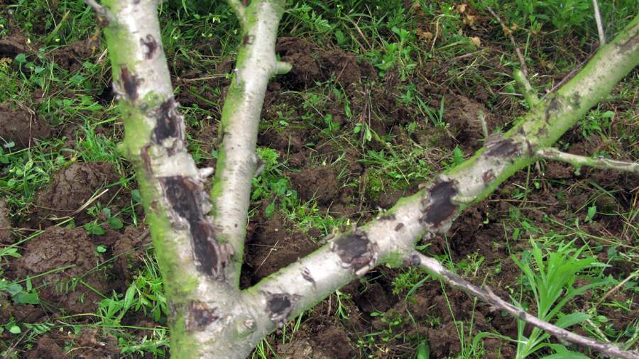 9_40_.JPG (900×506)