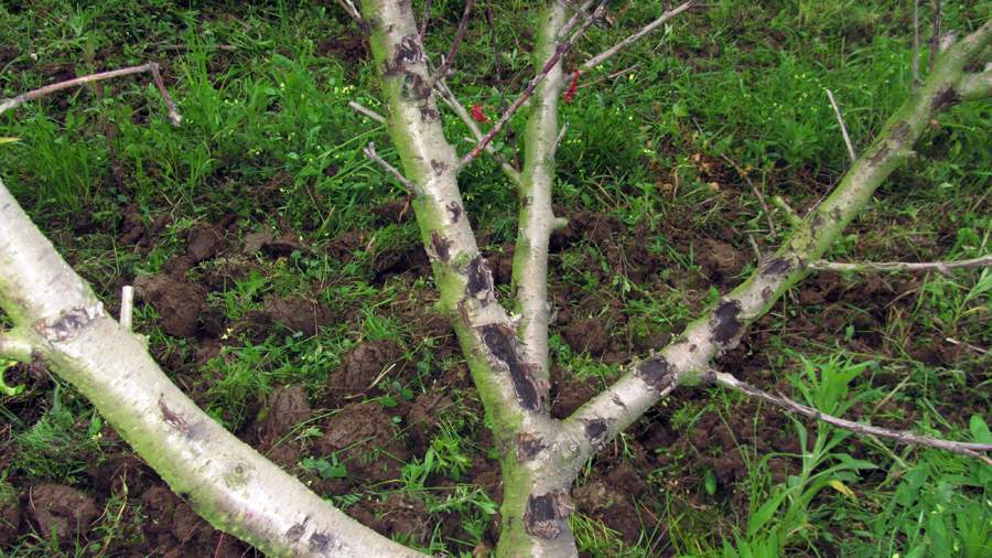 9_41_.JPG (900×506)