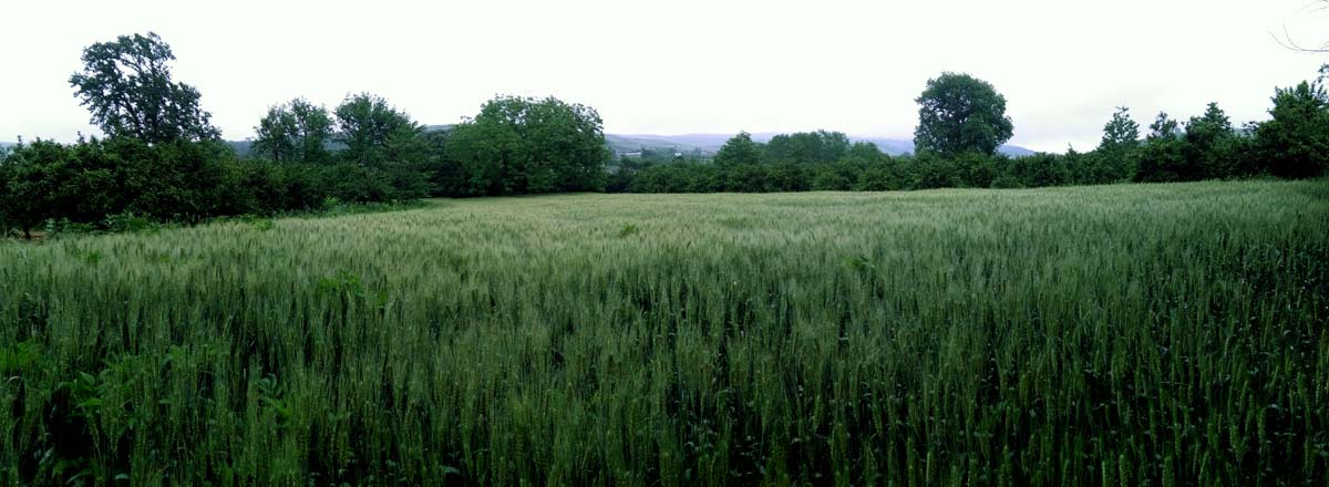 IMG_20160506_082217.jpg (1200×440)