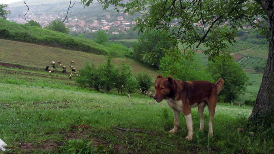 1_11_.JPG (950×534)