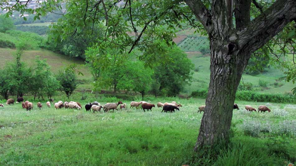 1_16_.JPG (950×534)