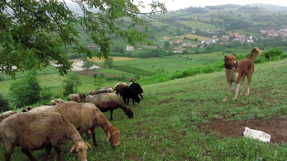 1_22_.JPG (950×534)