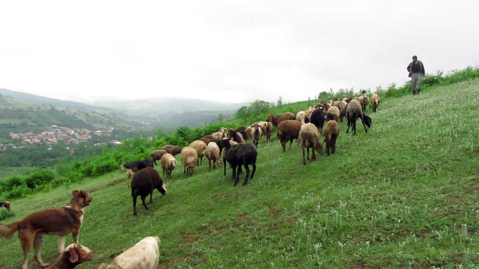 1_26_.JPG (950×534)