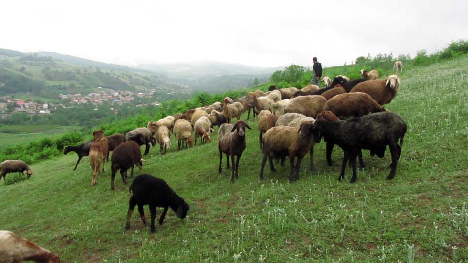 1_29_.JPG (950×534)