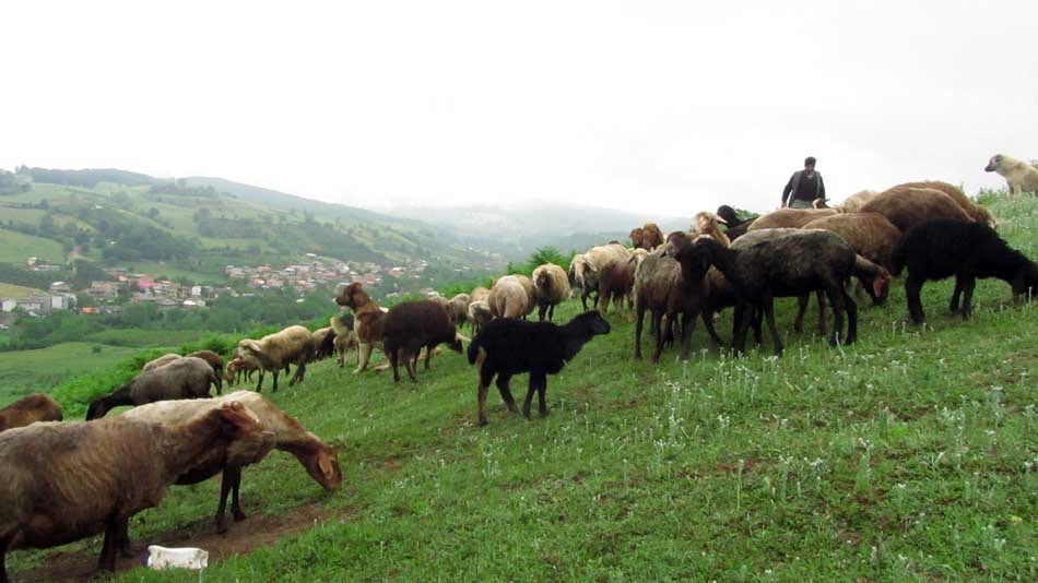 1_30_.JPG (950×534)