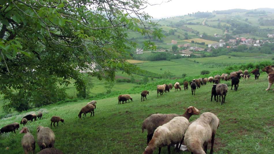 1_32_.JPG (950×534)