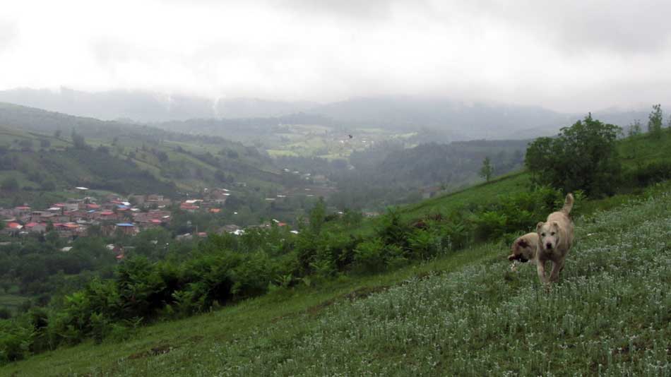 1_33_.JPG (950×534)