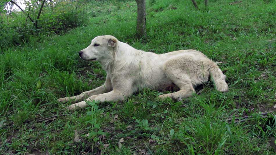 1_45_.JPG (950×534)