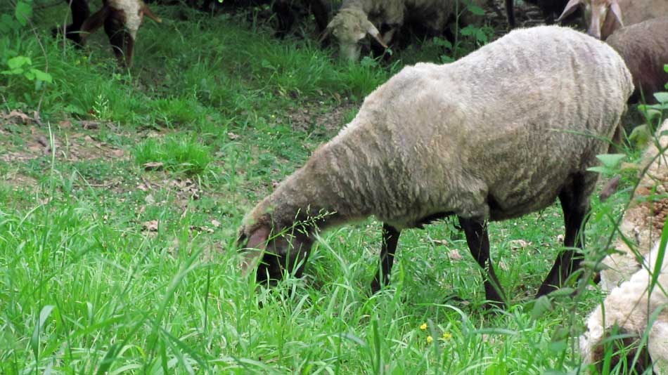 1_48_.JPG (950×534)