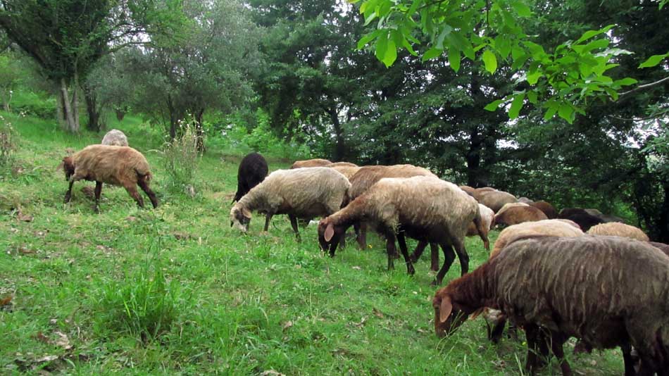 1_52_.JPG (950×534)