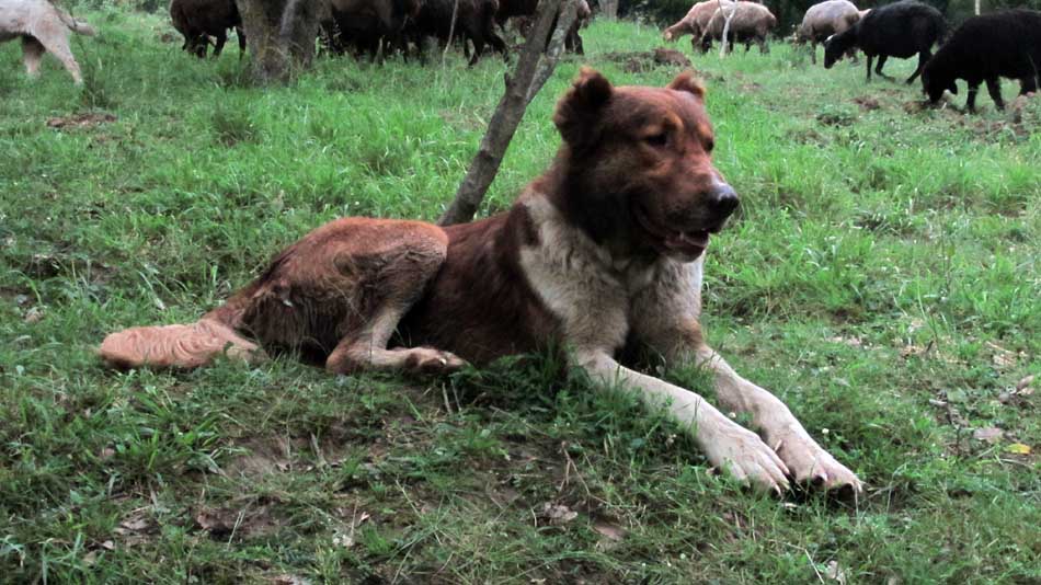 1_59_.JPG (950×534)