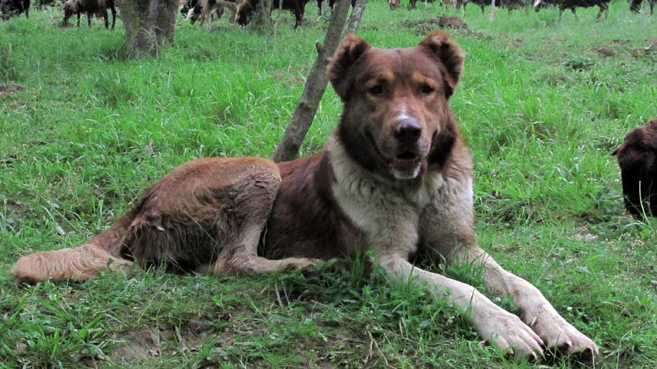 1_63_.JPG (950×534)