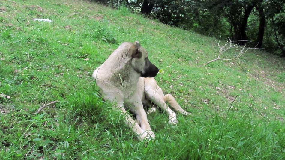 1_69_.JPG (950×534)