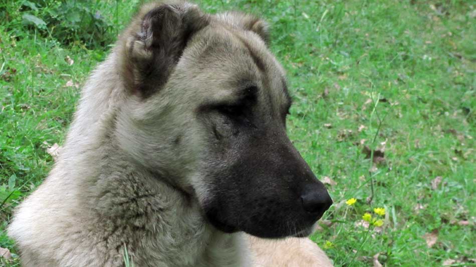 1_71_.JPG (950×534)