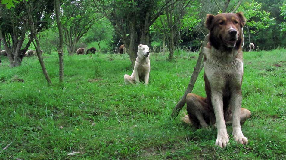 1_75_.JPG (950×534)