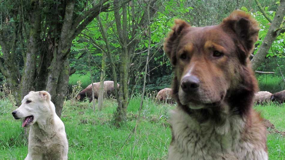 1_77_.JPG (950×534)